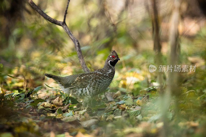 榛松鸡（Tetrastes bonasia），Haselhuhn